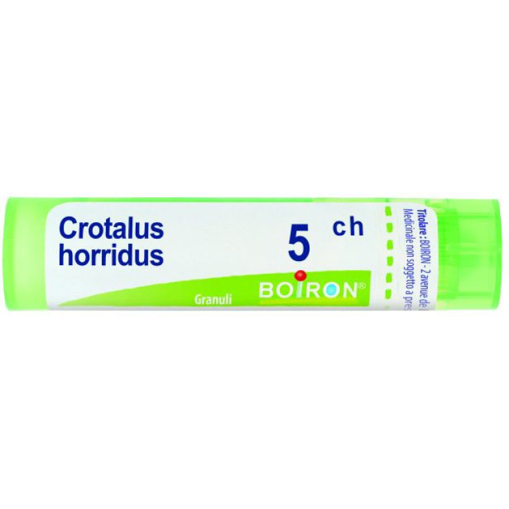 Crotalus Horridus 5ch Gr