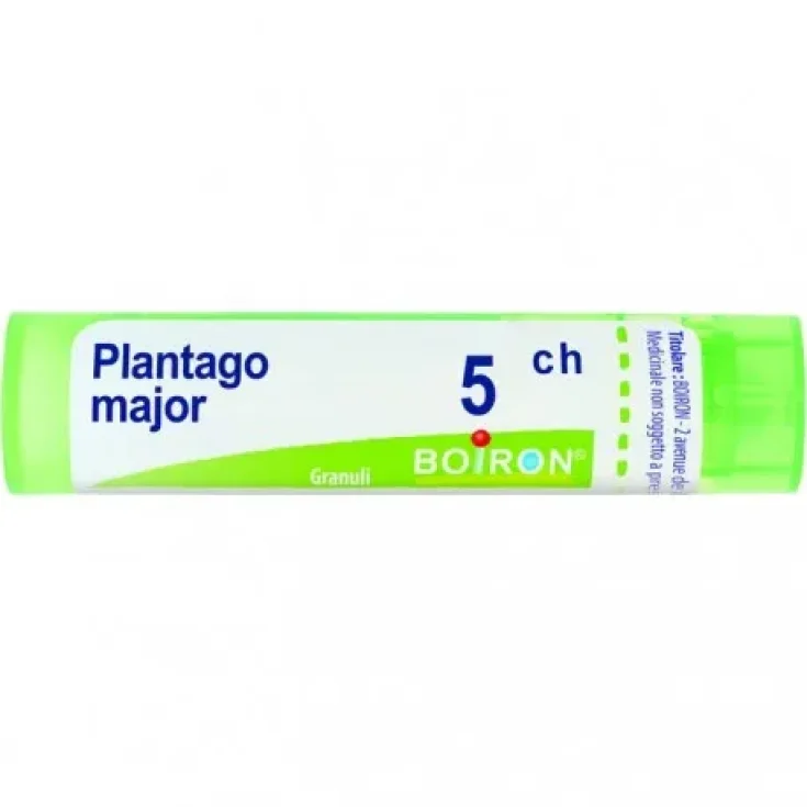 Plantago Major 5ch Gr