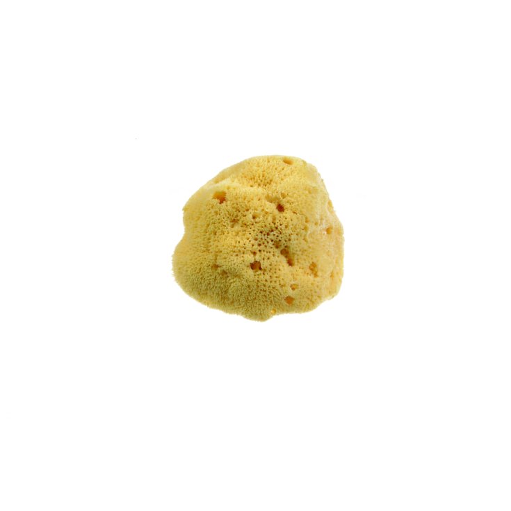 Medium Beautytime Natural Sponge
