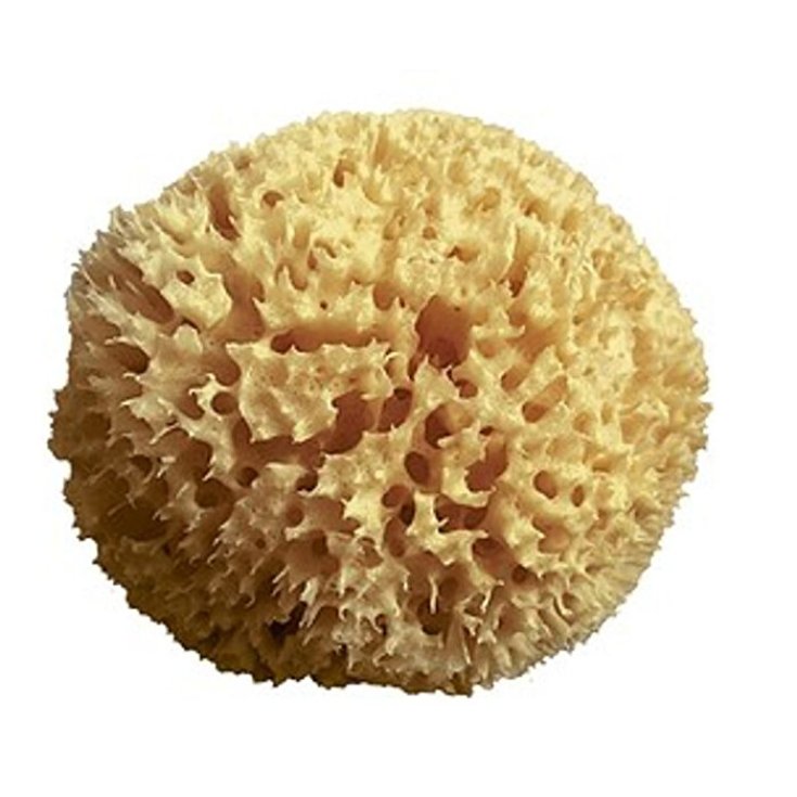 Pure Natural Sponge Archipelago 10cm