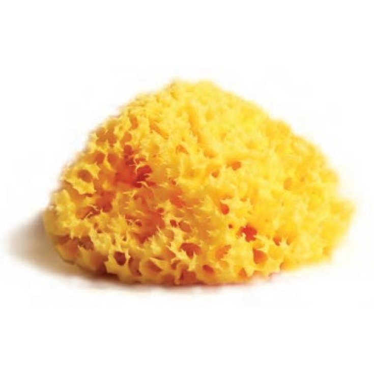 Loofah sponge