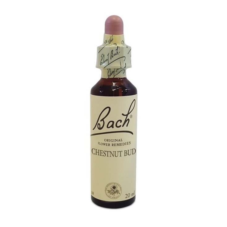 Natur Bach Center Chestnut Bud Essence 20ml