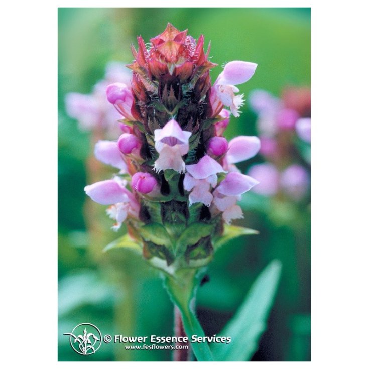 Self Heal Flowers Essences Services 7.4ml