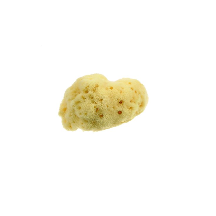 Small Beautytime Natural Sponge