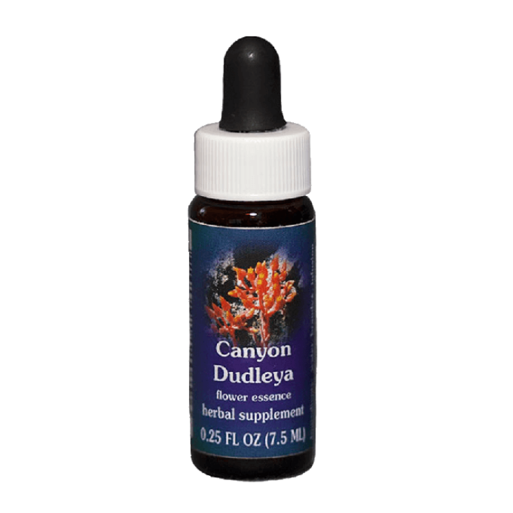 Canyon Dudleya Californian Essences 7,4ml