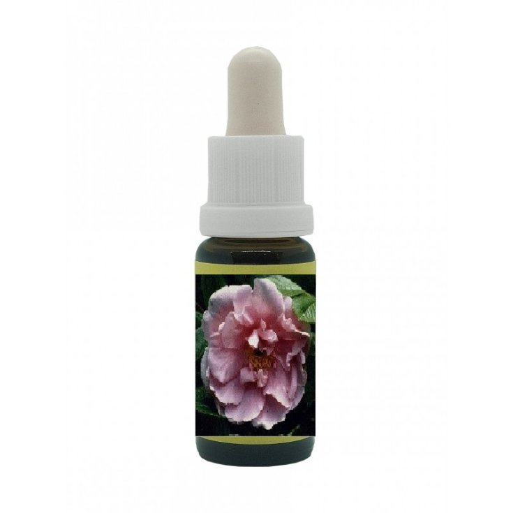 Natur Sara Van Fleet H Homeopathic Remedy 15ml Korte