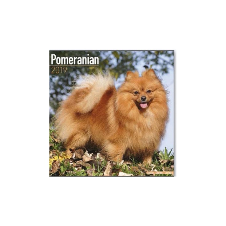RECORD VOLPINO DI POMERANIAN,CALENDARIO