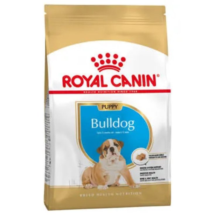 BHN BULLDOG PUPPY 3KG