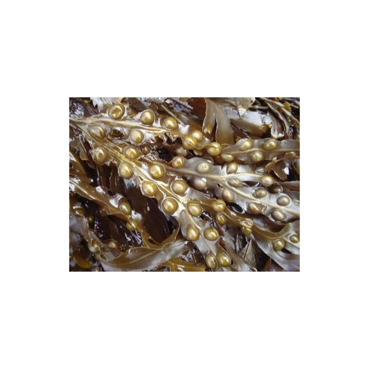 TSA Fucus Vesiculosus Food Supplement 50ml
