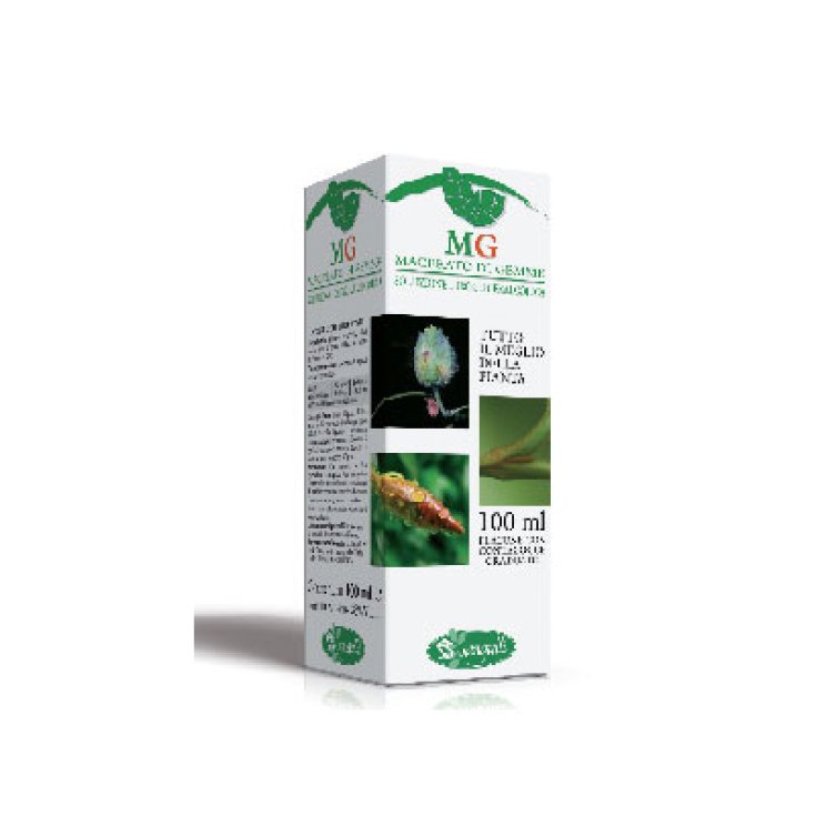 Sangalli Betula Verrucosa Bud extract 100ml