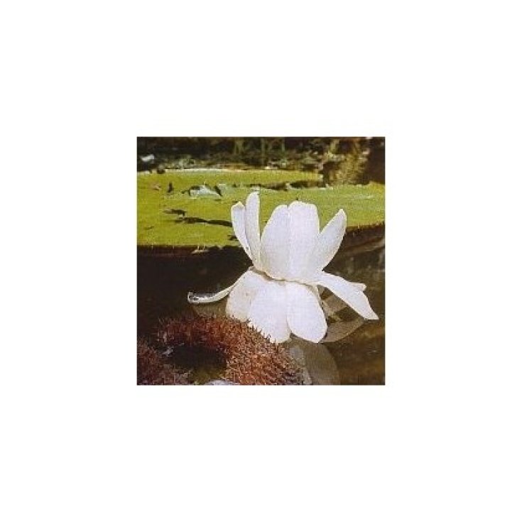 Victoria Regia Korte PHI Essences - Amazonia Orchid Essences 15ml