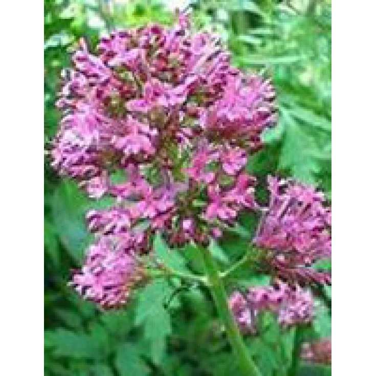 Herbolanet Tsa Valeriana Officinalis Food Supplement 50ml
