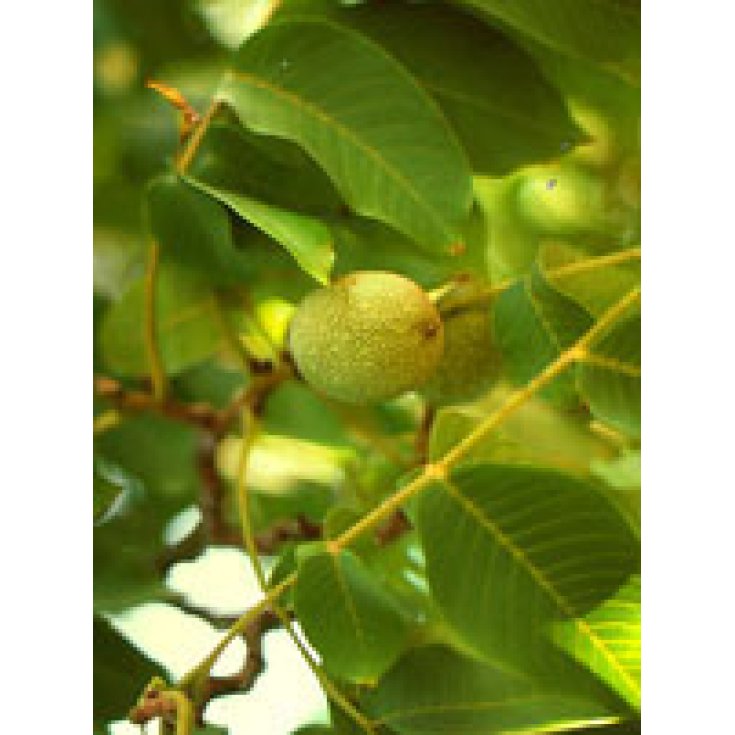 Herboplanet Msa Prunus Amygdalus Food Supplement 50ml
