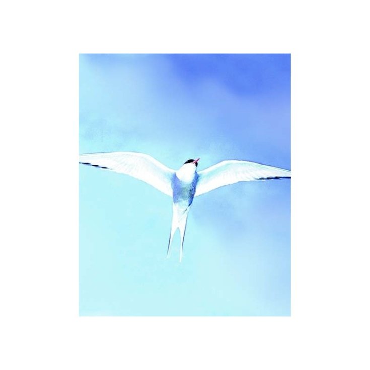 Arctic Tern Wild Animal Essences 30ml