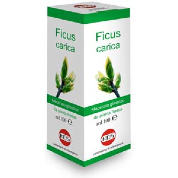 Kos Ficus Upload Drops Mg Food Supplement 100ml