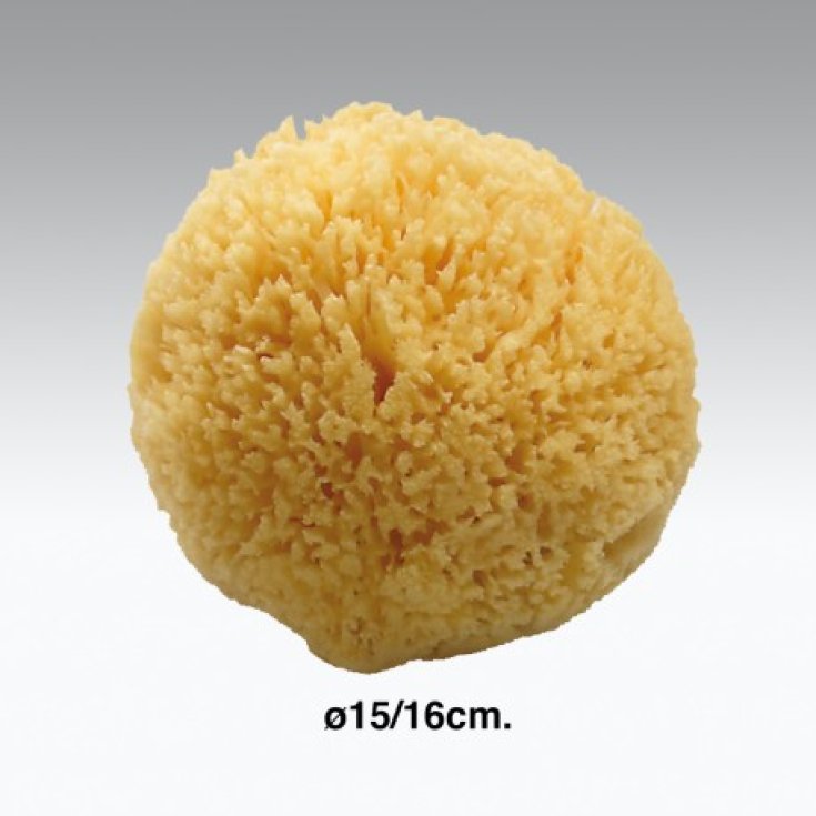 Koh-I-Noor Natural Bath Sponge 15-16cm COD 11M