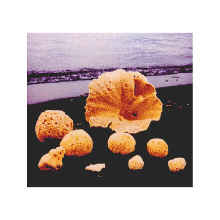 Carloni Sea Sponge 16 Natural And First Choice