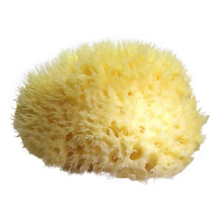 Carloni Natural Sea Sponge Size 17