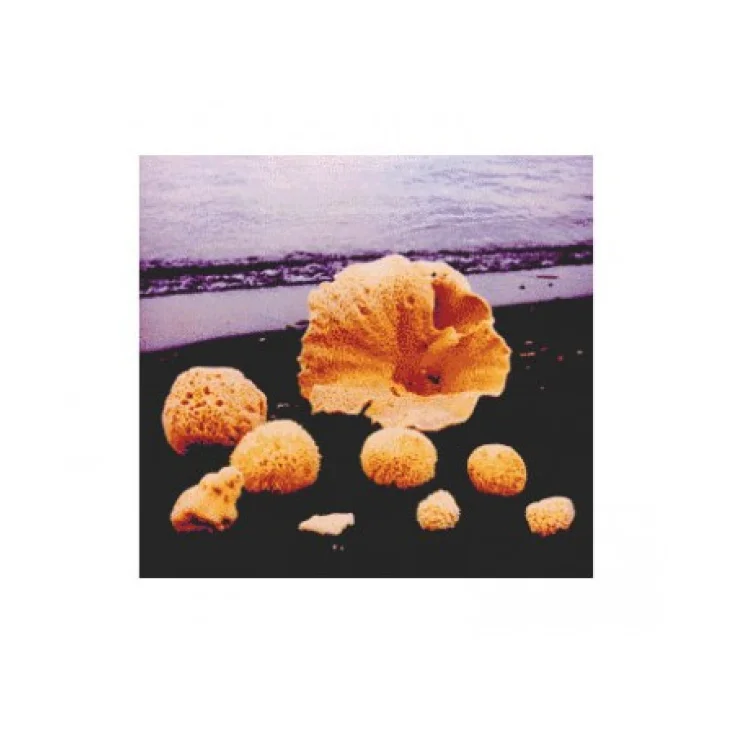Carloni Sea Sponge Size 18
