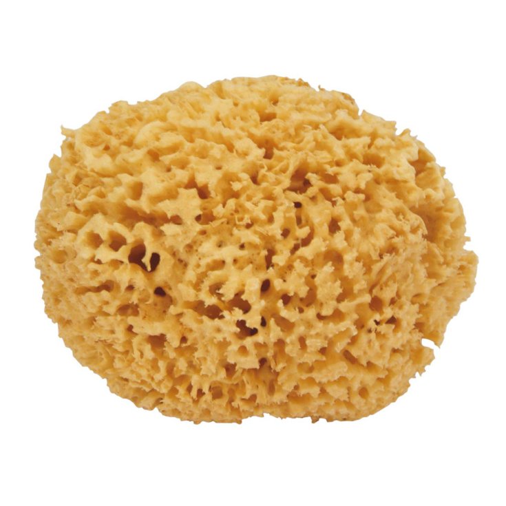 Farmac-abban Natural Sea Sponge 7 Luxury