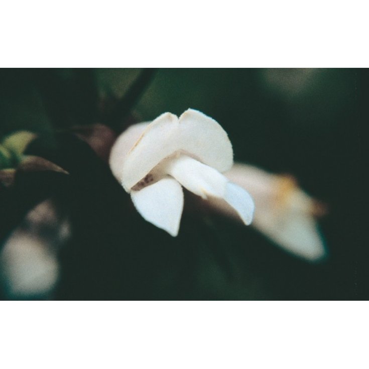 White Eremophila Australian Floral Essences 15ml