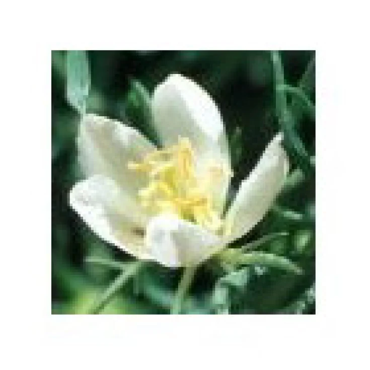 Syrian Rue Essences Desert Arizona 10ml