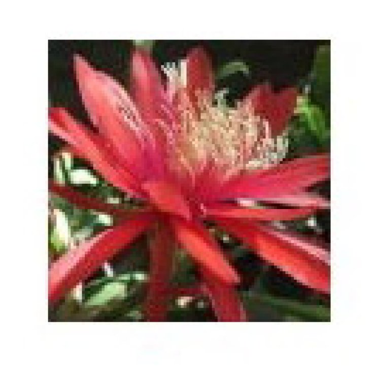 Red Orange Epiphyllum Essences Desert Arizona 10ml