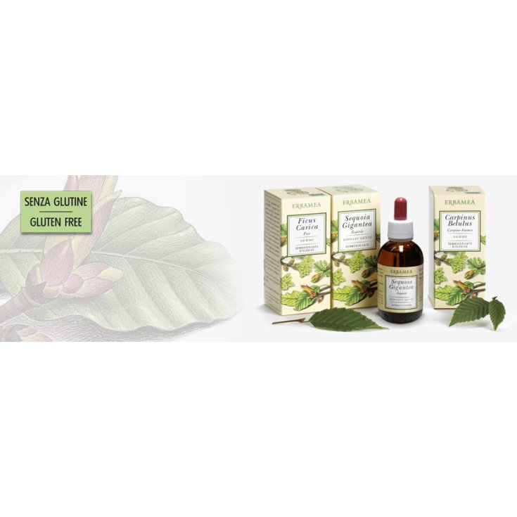 Erbamea Ficus Carica Gemme Bud extract 50ml