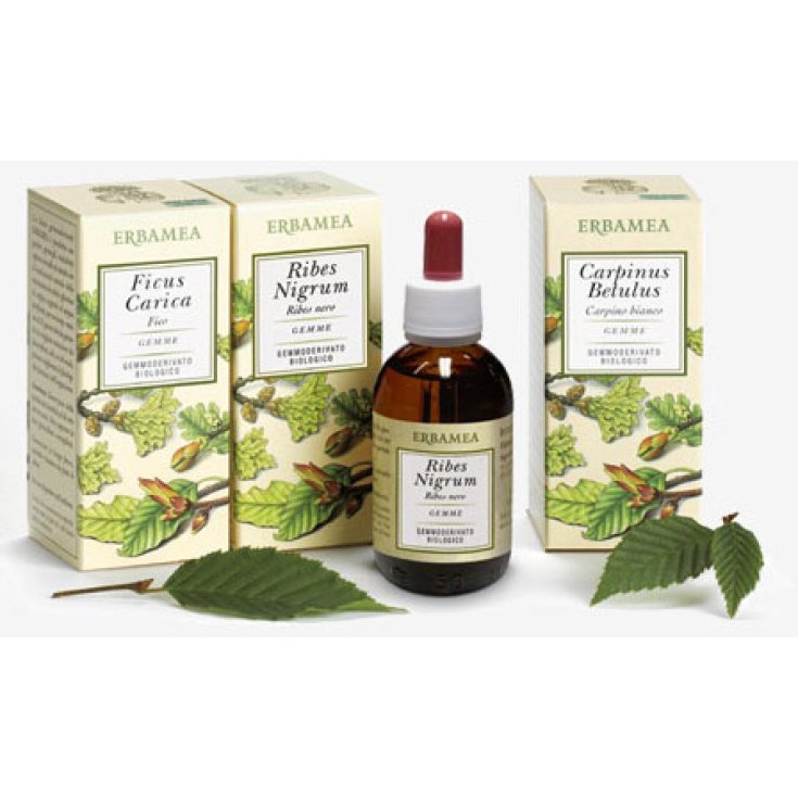 Tilia Tormentosa Buds Bud Extracts Gluten Free 50ml