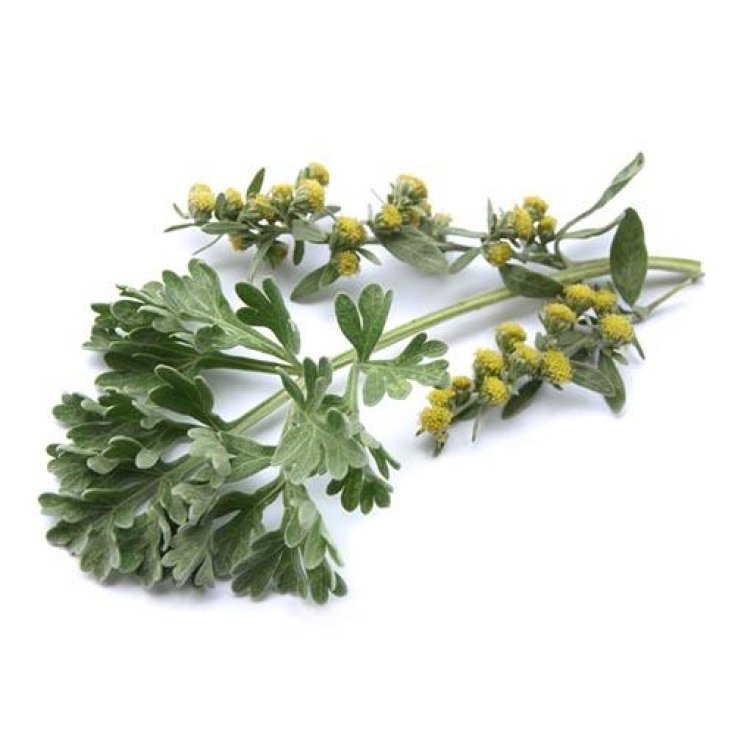 Herboplanet Tsa Artemisia Absinthium Food Supplement 50ml