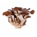 Maitake Atena Bio 100 Capsules