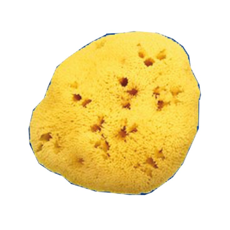 Sponge Nat Holes L 10 / 11cm 7