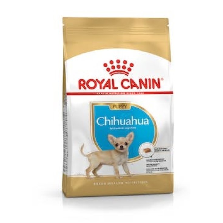 BHN CHIHUAHUA PUPPY 500G