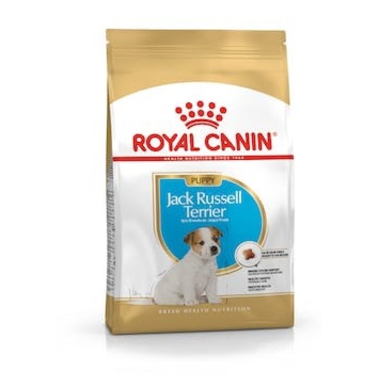 BHN JACK RUSSEL PUPPY 1,5KG