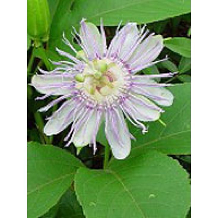 Tsa Passiflora Incarnata 50ml