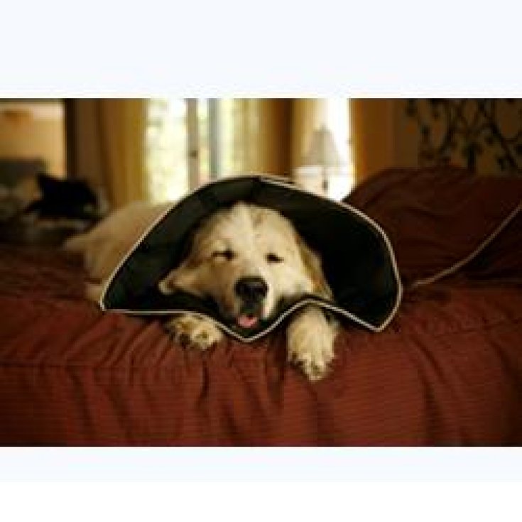 Comfy Cone Collar Medium